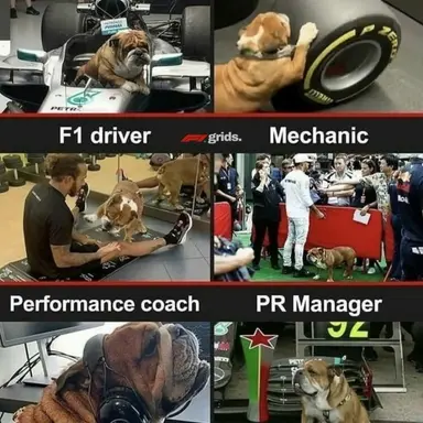 Profile image of Drivers pets