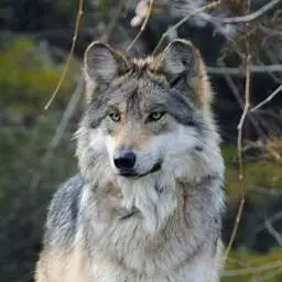 Profile image of Aurora
