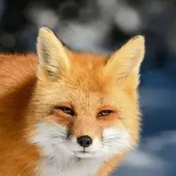 Profile image of 이여우