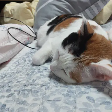 Profile image of 배리