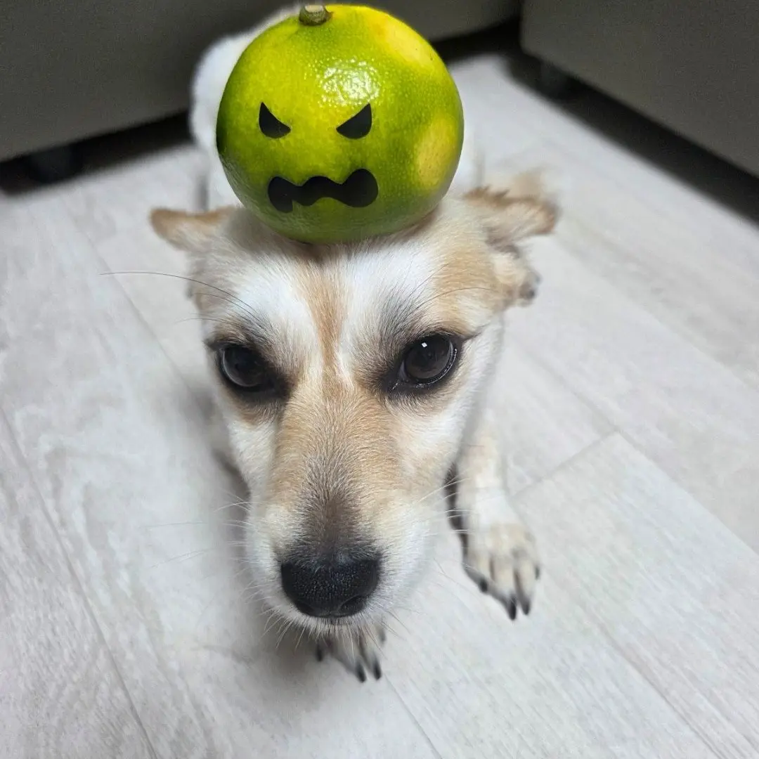 WavyPen0288의 오비스트 가족물♧