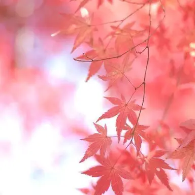 Profile image of 赤城ウェン