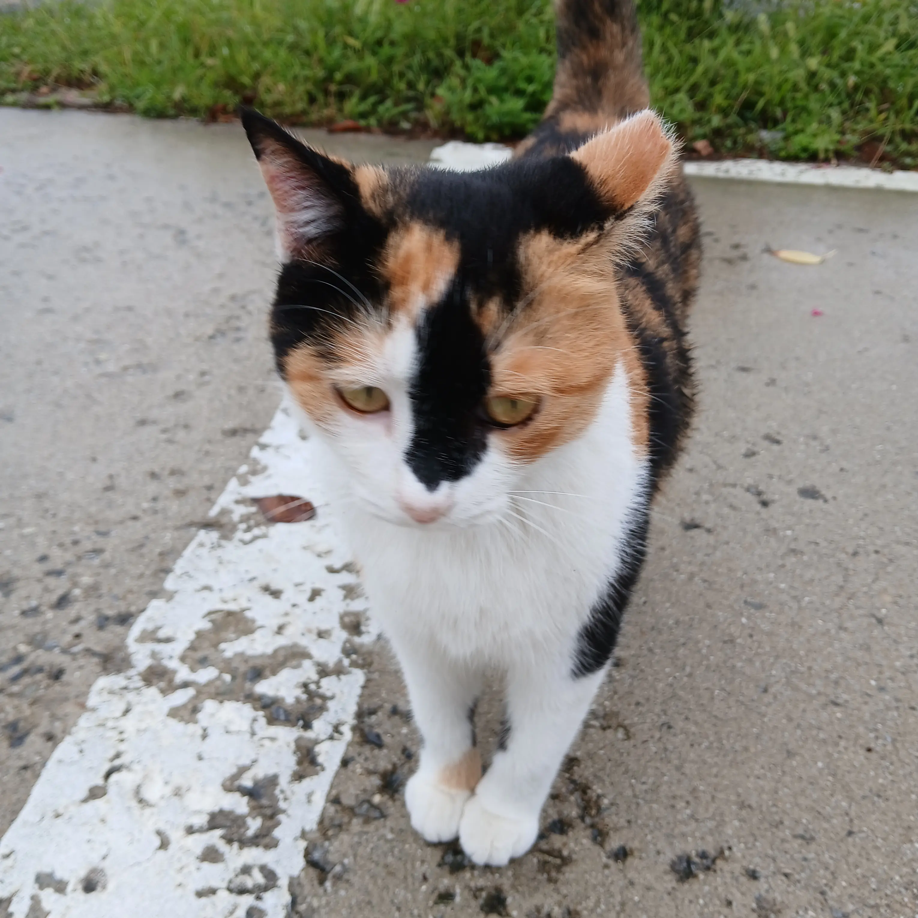 SturdyPlate5419의 솔트 여동생이돼라!