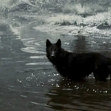 Profile image of 시리우스 블랙