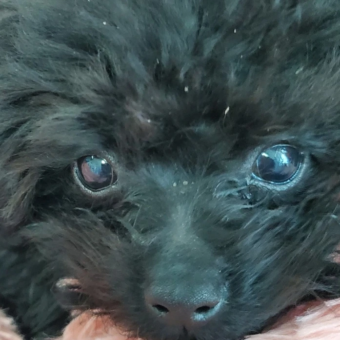 푸딩이