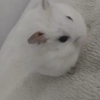 Profile image of 공동소유자 햄찌