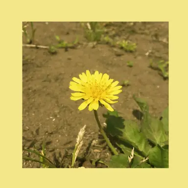 Profile image of 레이