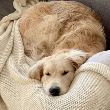 Profile image of Cedric
