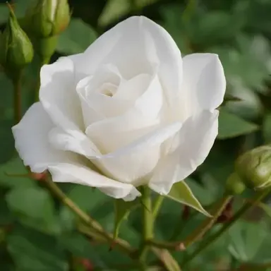Profile image of ラウール