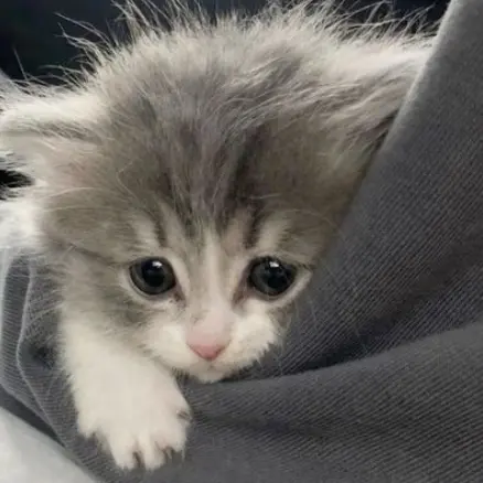 OrnateShot2463의 아기 고양이