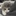 아기 고양이