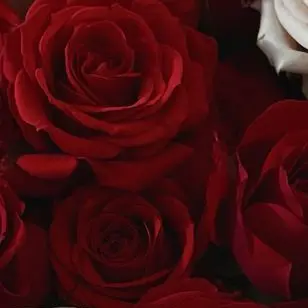 Profile image of アンシン