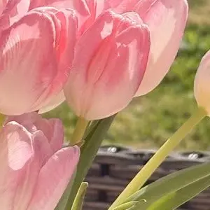 Profile image of シンロン