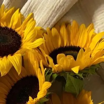 Profile image of アルノ