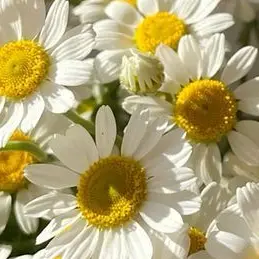 Profile image of ジュンソ