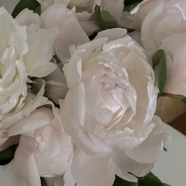 Profile image of リオ