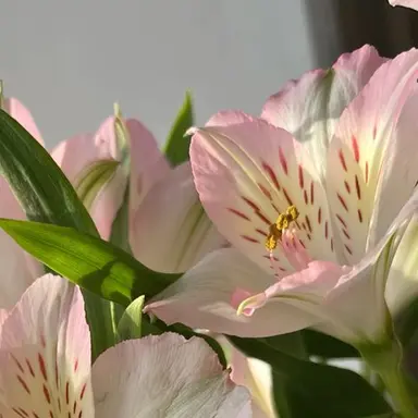 Profile image of ゴヌ