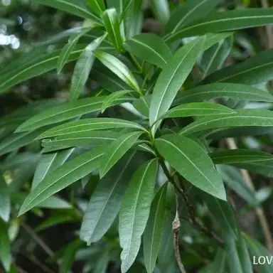 Profile image of 夾竹桃