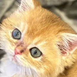 Profile image of 귀멸 학교 학생들