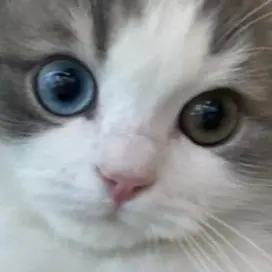 Profile image of 귀멸 학교 선생님들