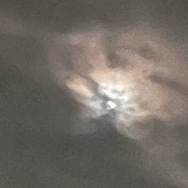 Profile image of 집사