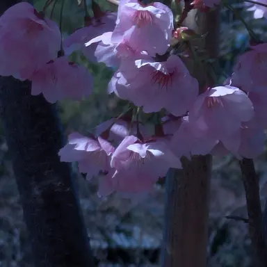 Profile image of ブリ子