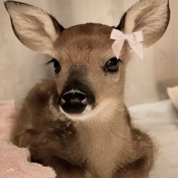 Profile image of しゅあ