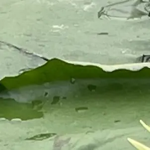 Profile image of バンチャン