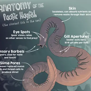 Profile image of Hagfish