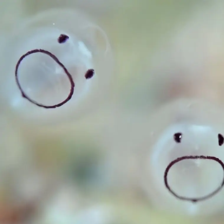 SafeGoral5542의 틱톡커2