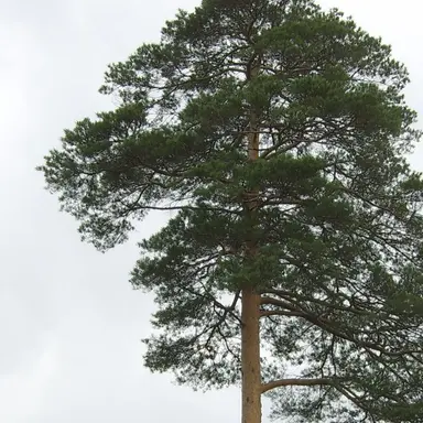 Profile image of 트리