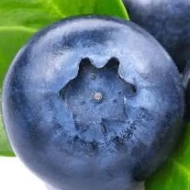 Profile image of 블루베리