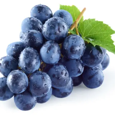 Profile image of 그레이프