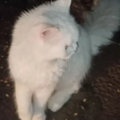 Profile image of ユウシ