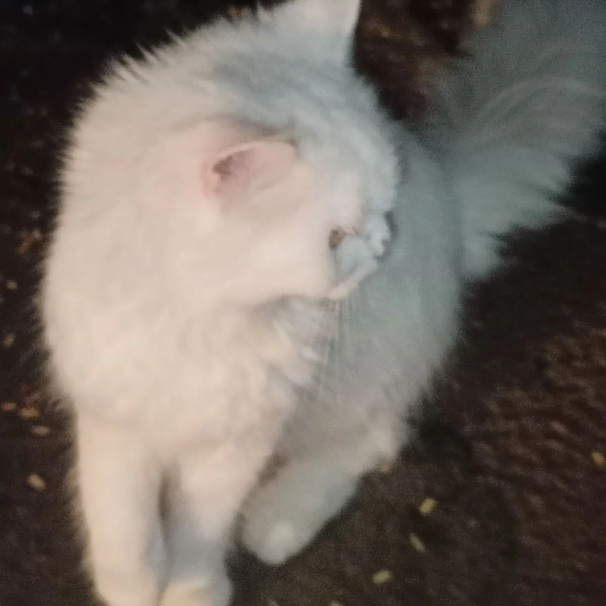 o.siyu_.0405의 拾ってくれたご主人様