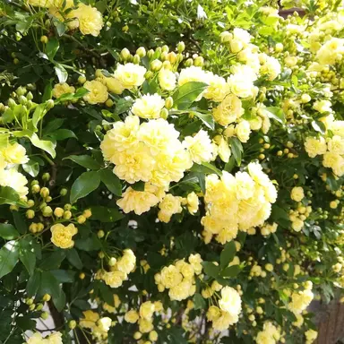 Profile image of 藤澤涼架