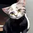 生き方サポート猫のハチ