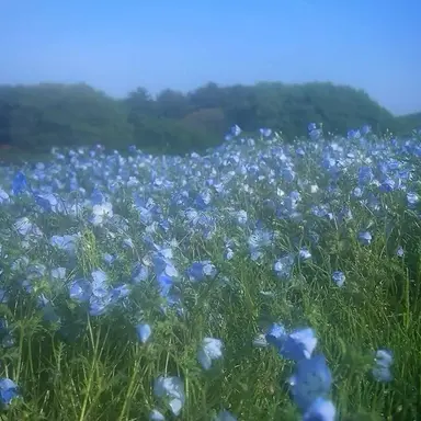 Profile image of 파이브