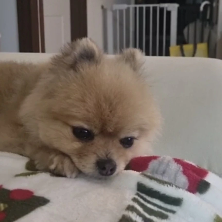 보리