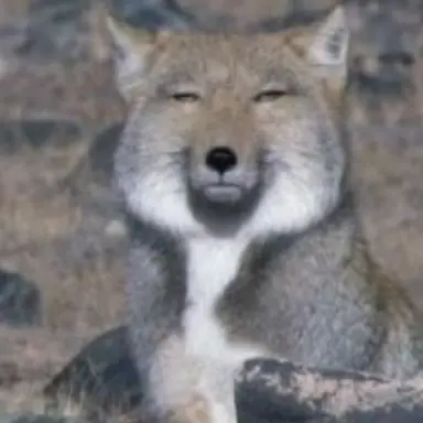 Profile image of 여우