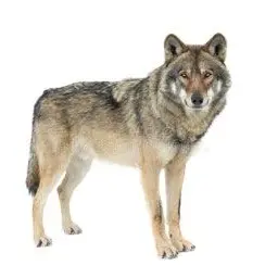 Profile image of 늑대
