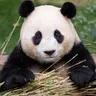 Profile image of 판다