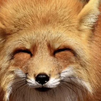 Profile image of Fox