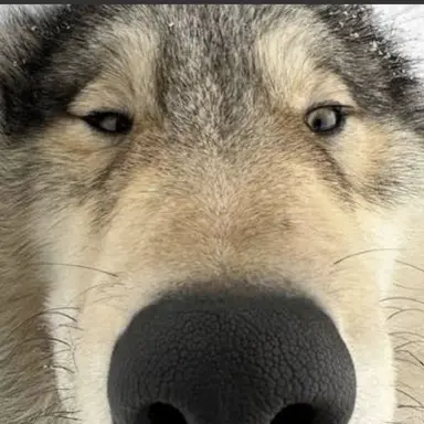 Profile image of Wolf