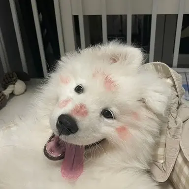 Profile image of ミンギュ