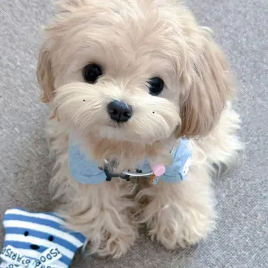 Profile image of ソクミン