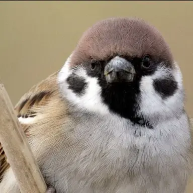 Profile image of スズメ