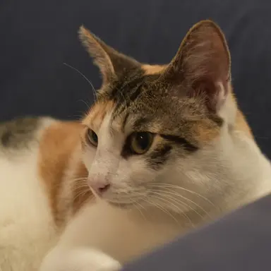 Profile image of サムセク