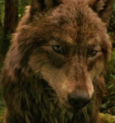 Profile image of Jacob Black