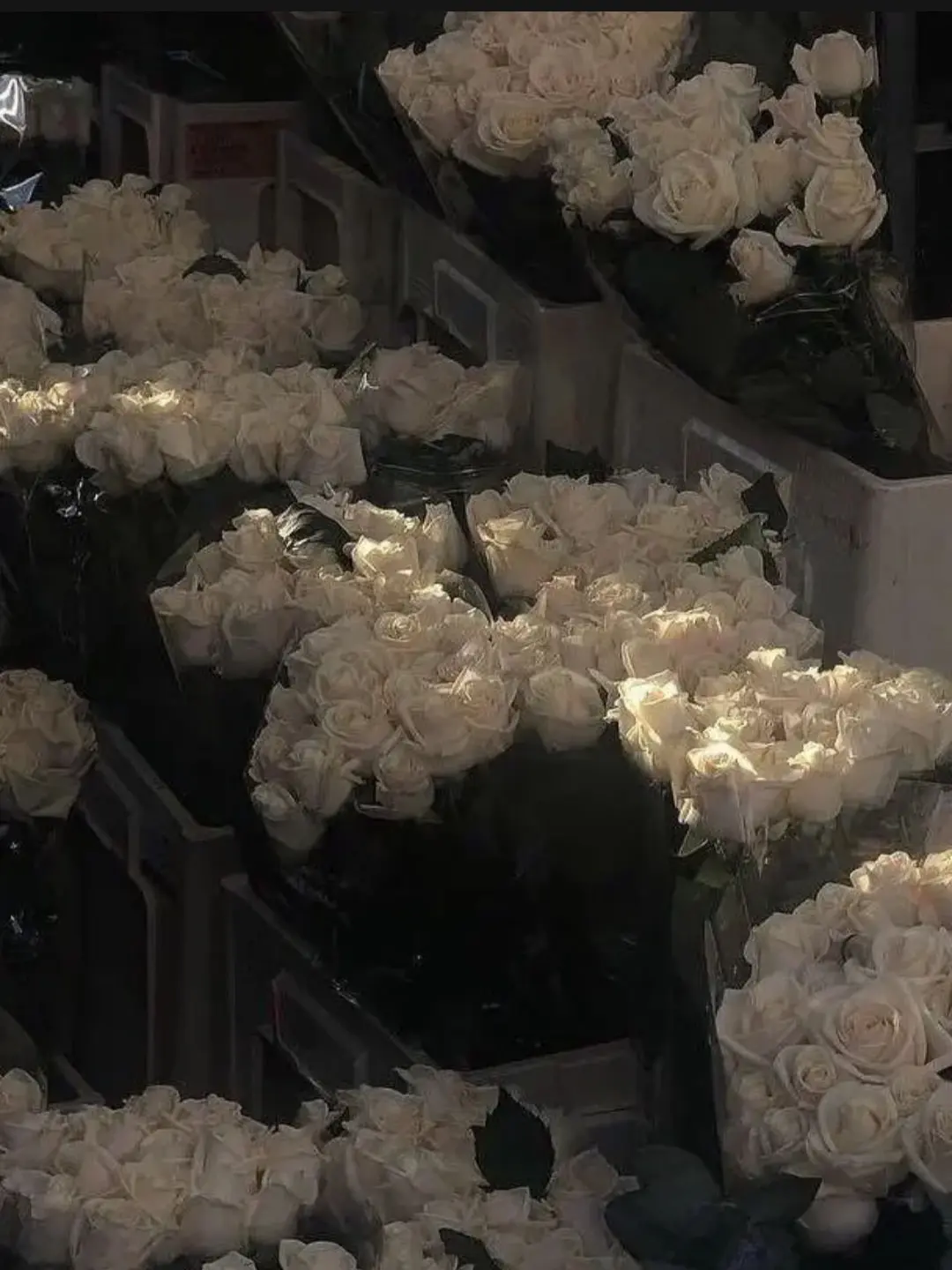 DeafGorge2041의 PIXELY